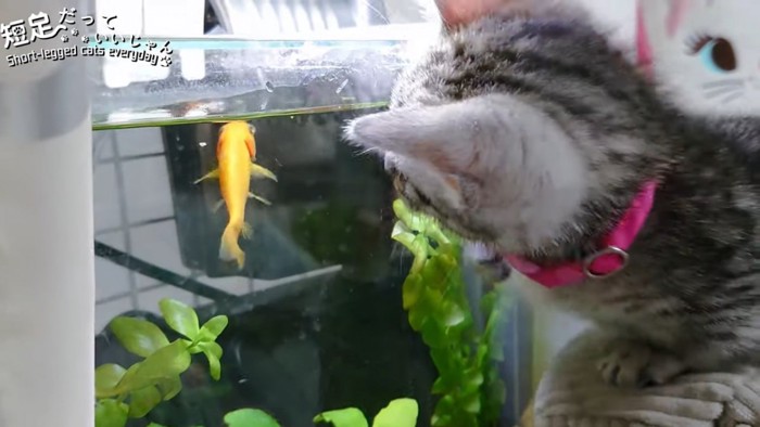 魚を見る子猫