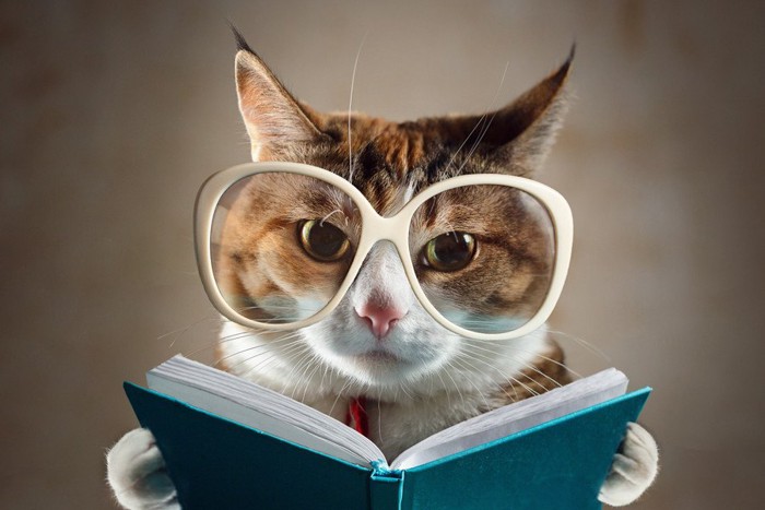 白眼鏡で本を読むキジトラ白