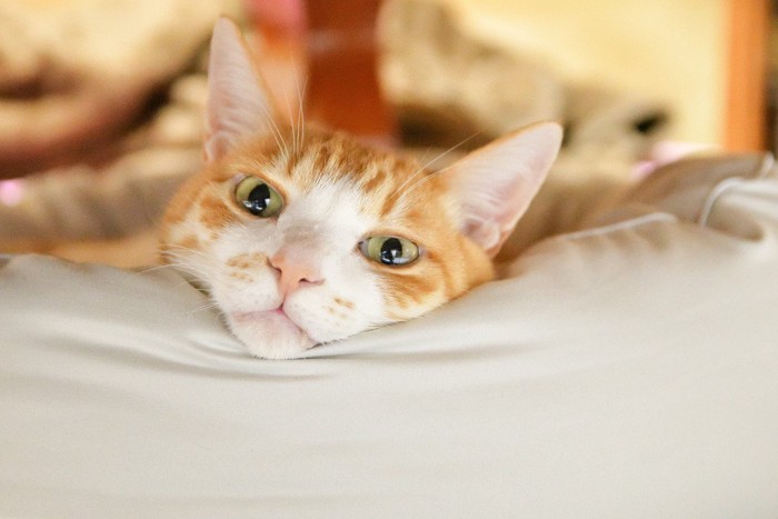 自分のベッドのふちにあご乗せする猫