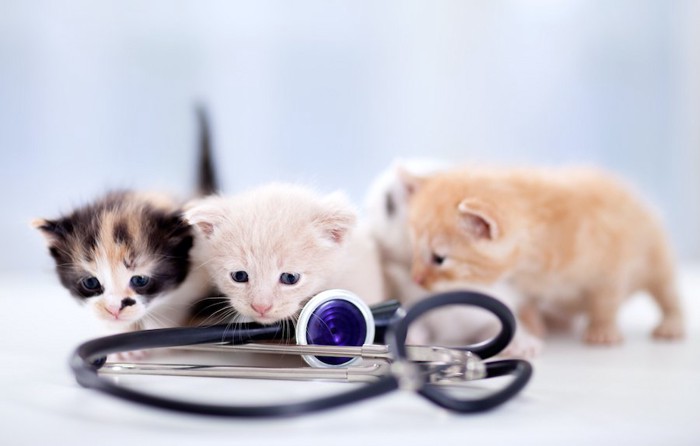 聴診器と3匹の子猫
