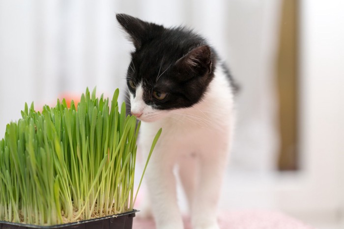 猫草のにおいをかぐ子猫