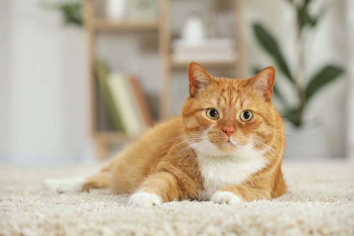 絨毯の上で寛ぐ猫