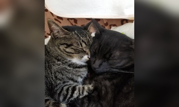 猫二匹(顔をくっつけて寝ている)
