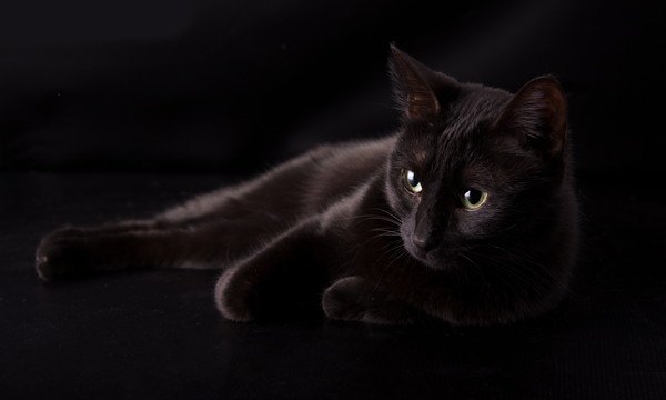 暗い場所にいる黒猫