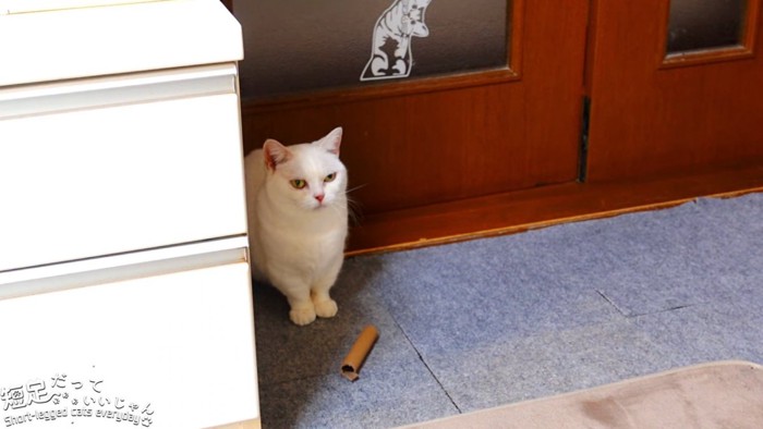 白猫と落ちている紙筒