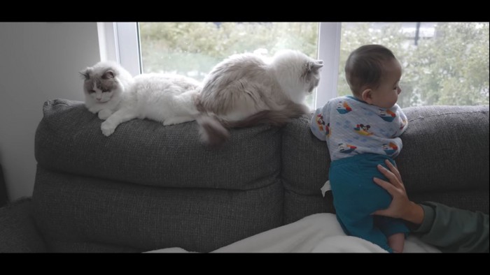 窓際に寝る猫たちと赤ちゃん