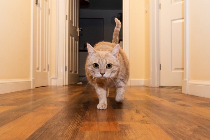 廊下を歩いてくる猫