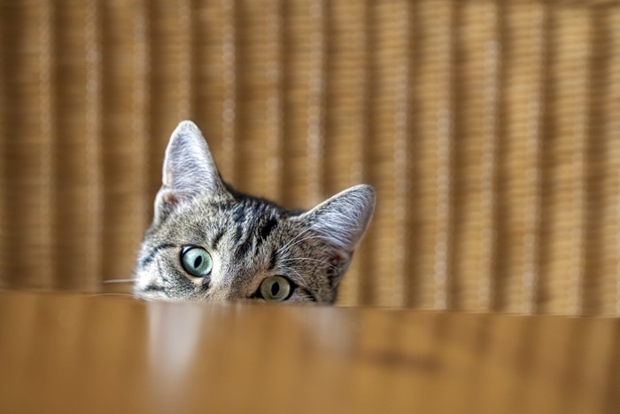 テーブルからこちらをのぞく猫