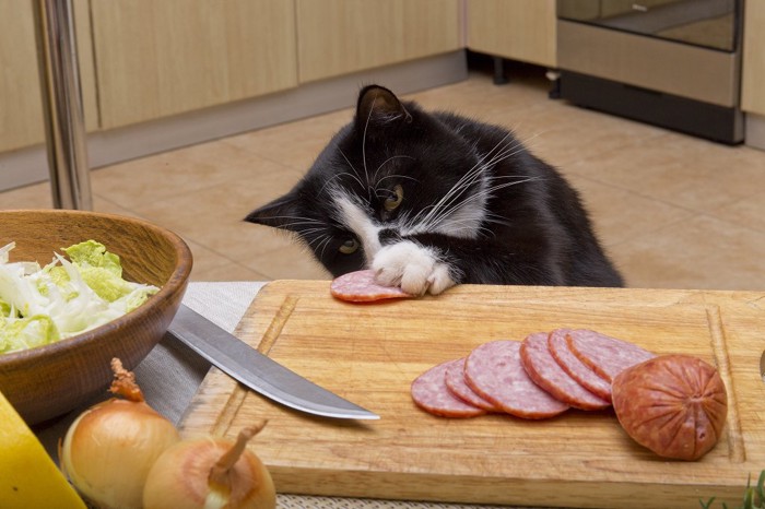 包丁が出しっぱなしで危険なキッチンでいたずらする猫