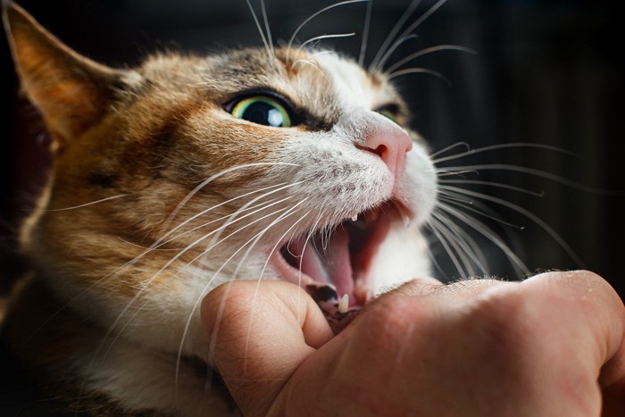手を噛みそうな猫