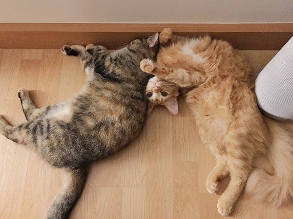お腹を出して寝る二匹の猫