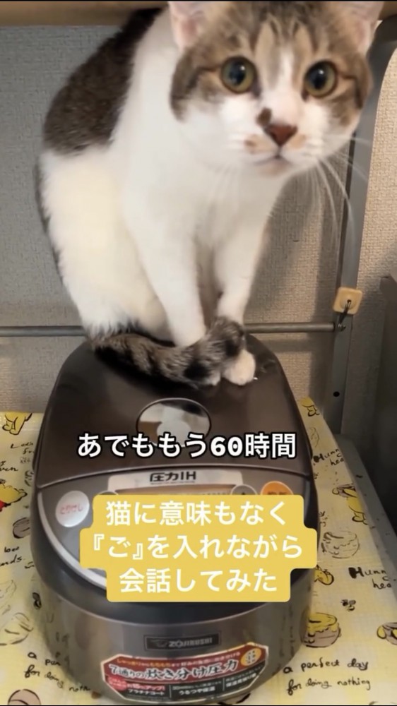 炊飯器に乗る猫