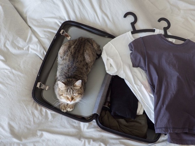 スーツケースの中で眠っている猫
