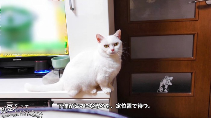 テレビの横で座る猫