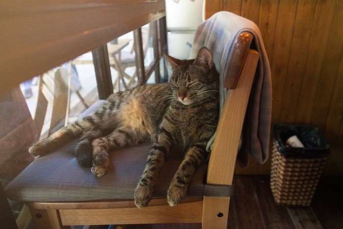 カフェの椅子で寝ている猫