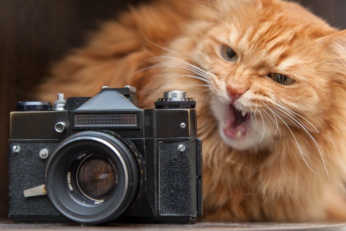 カメラと怒っている猫