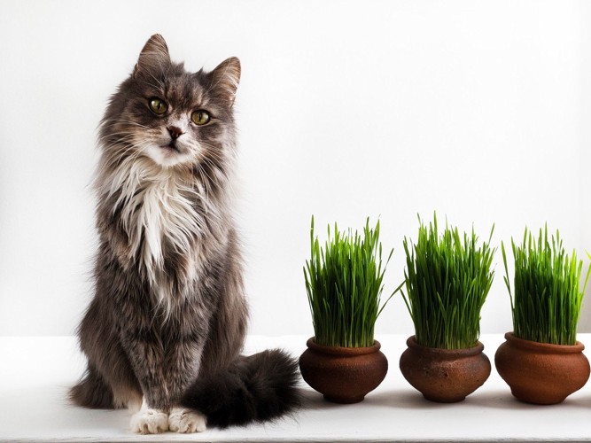座っている猫と3鉢の猫草