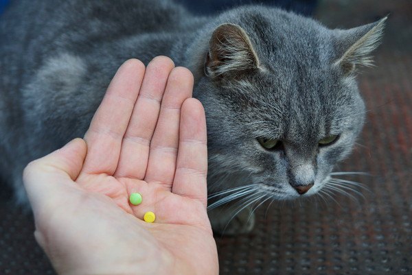 手に乗せた錠剤を見る猫