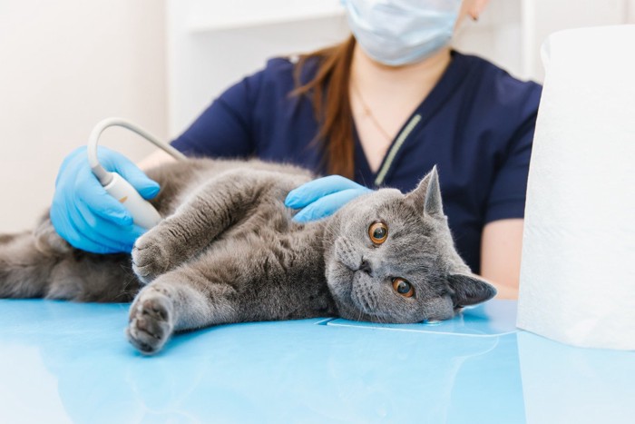 病院で検査を受ける猫