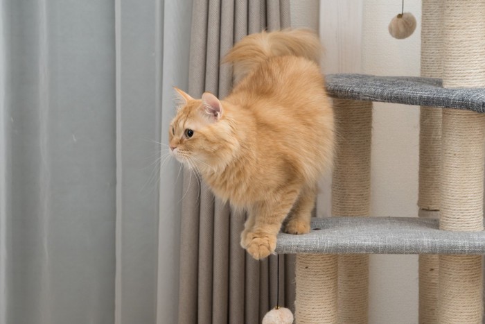 キャットタワーに登っている猫