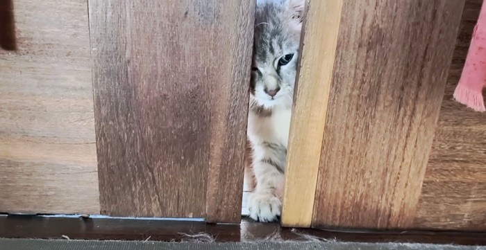 お家の中に入りたがっている子猫