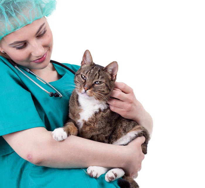 獣医に抱かれている猫