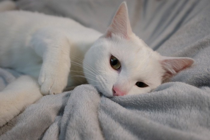 グレーの毛布に寝る白猫