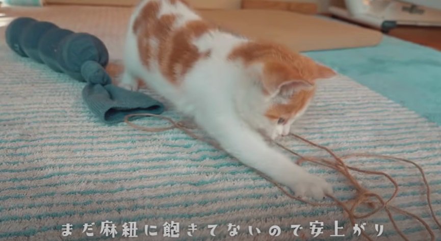 紐で遊ぶ子猫