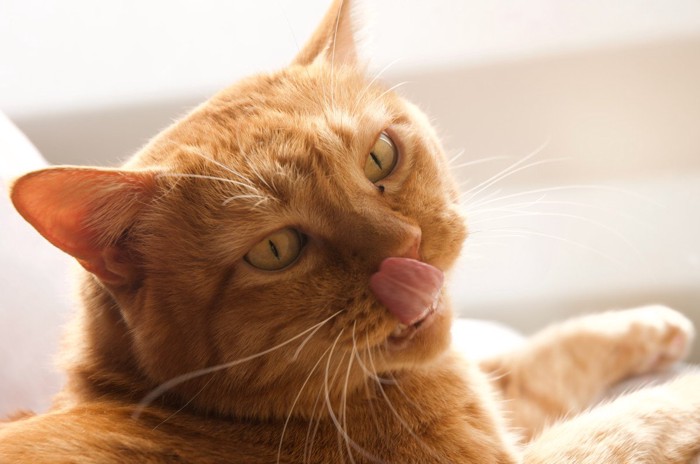 舌を出すチャトラの猫