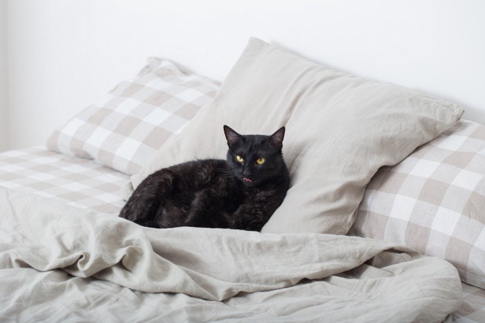 ベッドの真ん中に居座る黒猫