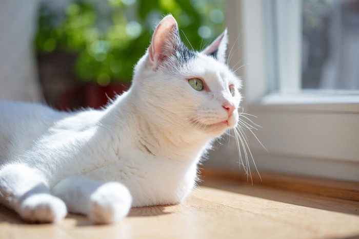 窓際でひなたぼっこ中の白猫