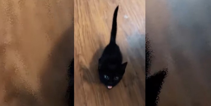 床の上に黒い子猫