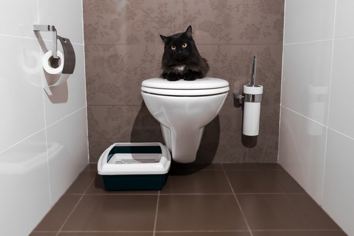 トイレの蓋に座る黒猫