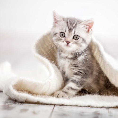 毛布と子猫