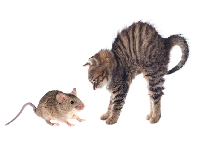 ネズミに対して体を大きく見せて威嚇する猫
