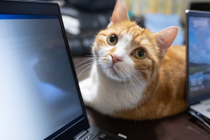 PCの横から覗き込む猫
