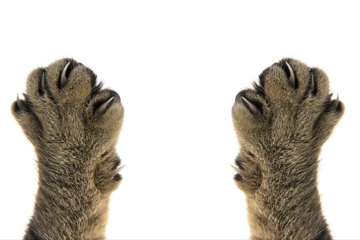 爪の伸びた猫の両手
