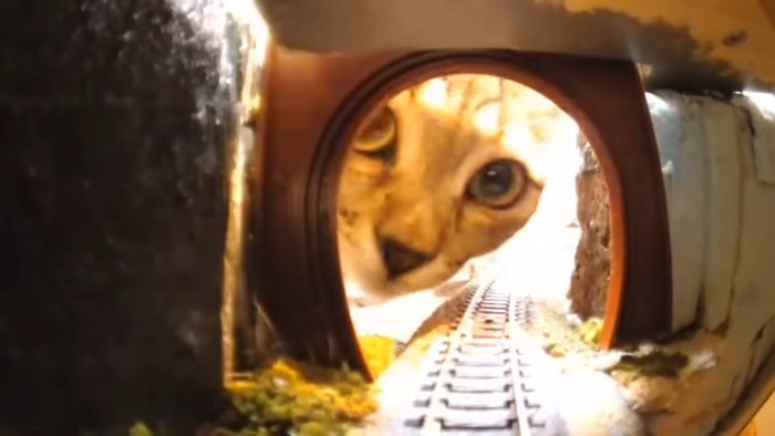 トンネルをのぞく猫