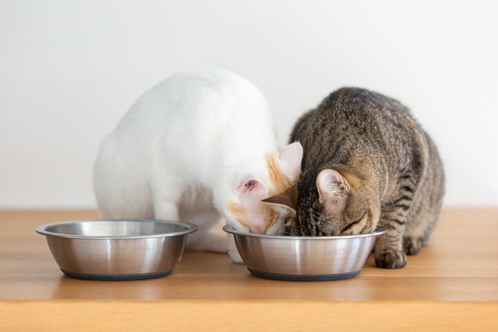 ご飯を食べている2匹の猫