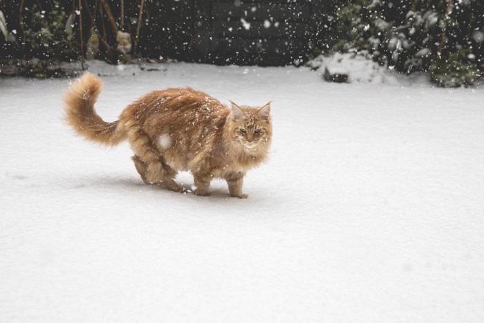雪の中を歩くメインクーン
