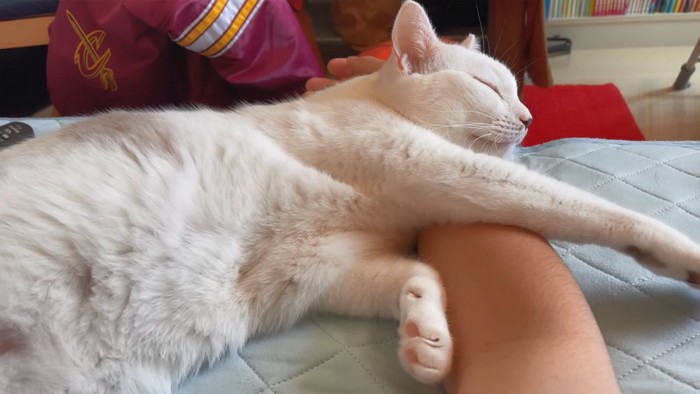 人の腕を枕にする猫