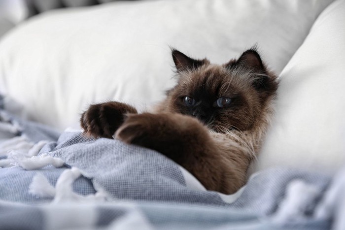 枕に頭をのせて仰向けになる猫
