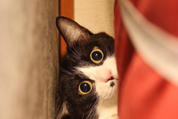 家具の隙間からぎょろりと見つめる猫