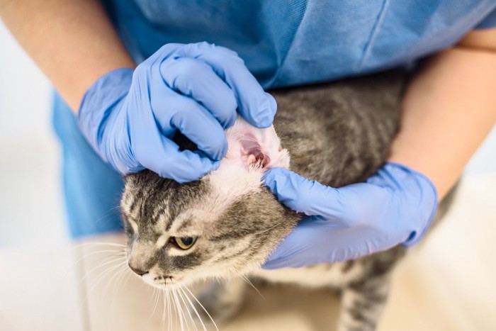 猫の耳を診察する獣医師