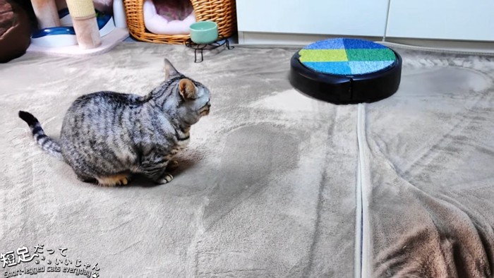 ロボット掃除機を見る猫