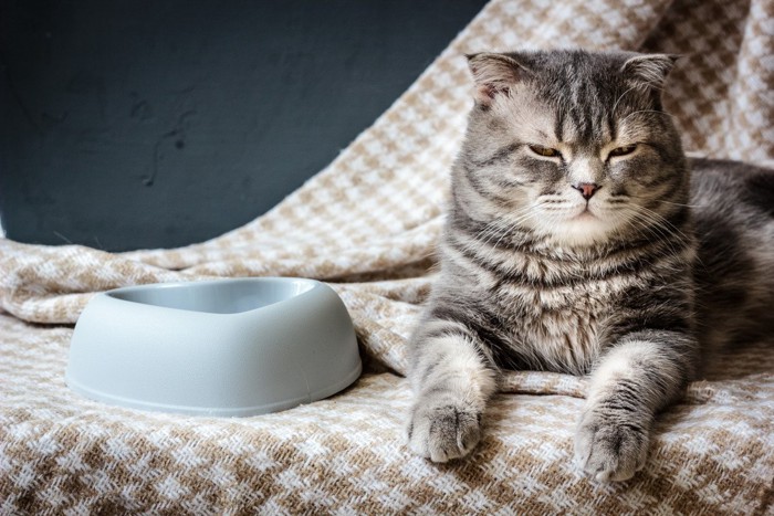 食器の横に座る目を細める猫