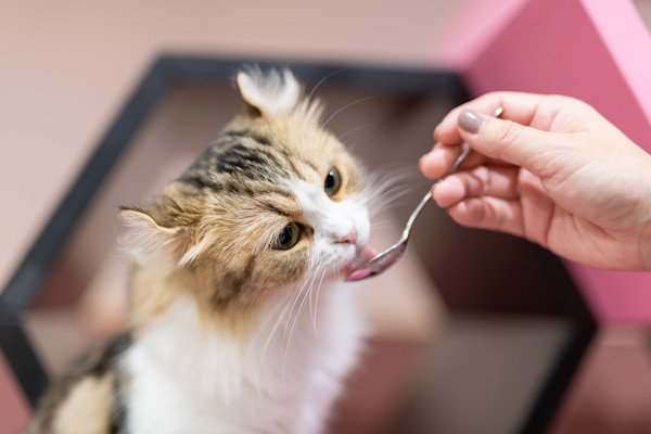 猫がサラダ油をたくさん舐めてしまうと危険