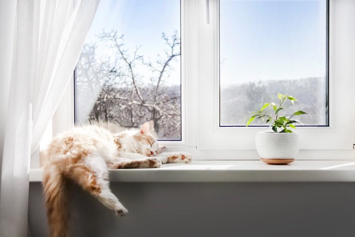 窓辺でお昼寝する猫