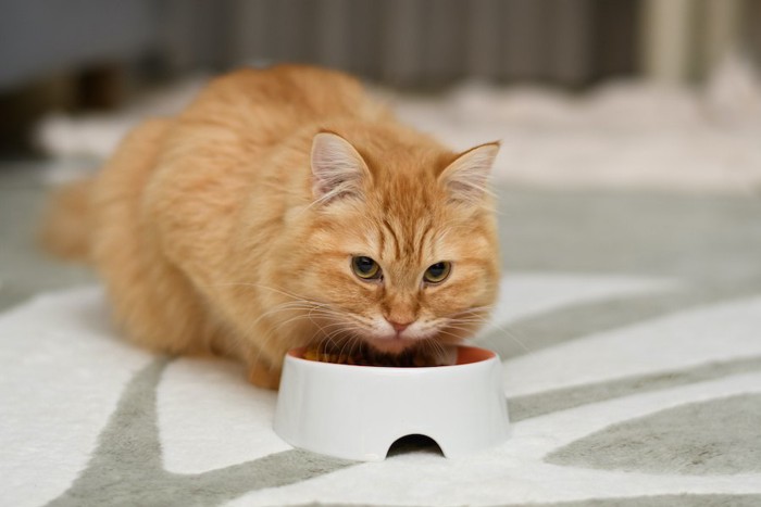 ご飯を食べながらこちらを睨む猫