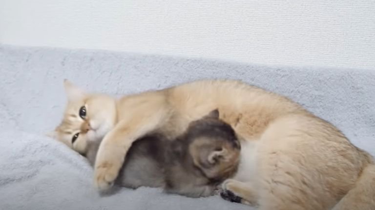 母猫の母乳を飲んでいる子猫